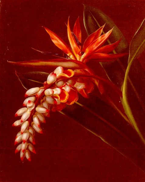Main Product Photo of Bird Of Paradise Painting by Johan Laurentz Jensen