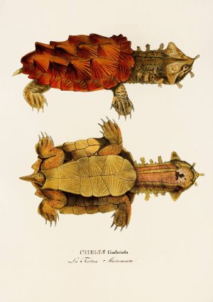 Chelys Fimbriata by Johann Baptist Von Spix Oil Painting