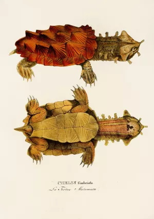 Chelys Fimbriata Oil painting by Johann Baptist Von Spix