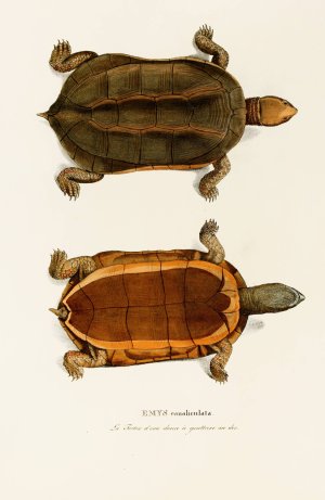 Emys Canaliculata by Johann Baptist Von Spix Oil Painting