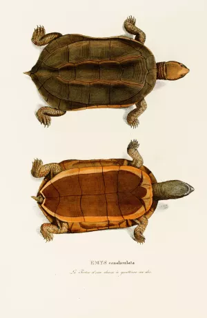 Emys Canaliculata Oil painting by Johann Baptist Von Spix
