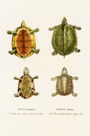 Emys Dorsualis, Emys Stenops by Johann Baptist Von Spix Oil Painting