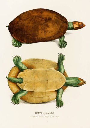 Emys Erythrocephala by Johann Baptist Von Spix Oil Painting
