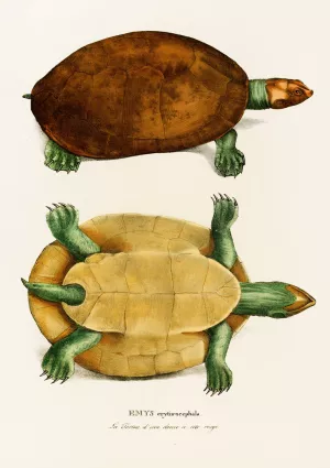 Emys Erythrocephala by Johann Baptist Von Spix Oil Painting