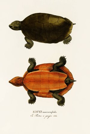 Emys Maerocephala by Johann Baptist Von Spix Oil Painting