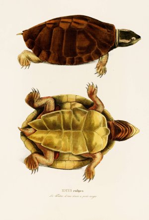 Emys Rufipes by Johann Baptist Von Spix Oil Painting