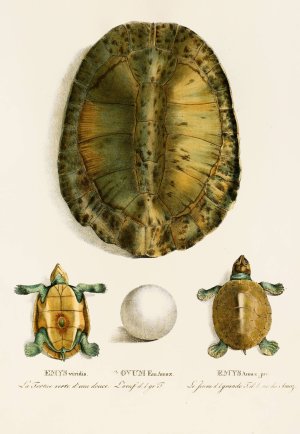 Emys Viridis, Emys Amaz juv by Johann Baptist Von Spix Oil Painting