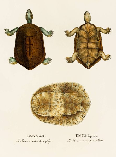 Main Product Photo of Emys Viridis, Emys Depressa  Painting by Johann Baptist Von Spix