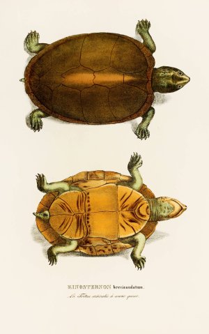 Kinosternon brevicaudatum by Johann Baptist Von Spix Oil Painting