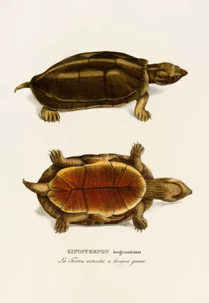Kinosternon Longicaudatum by Johann Baptist Von Spix Oil Painting