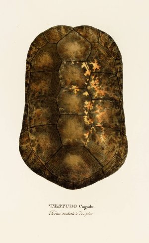 Testudo Cagado by Johann Baptist Von Spix Oil Painting