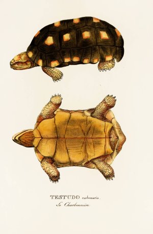 Testudo Carbonaria by Johann Baptist Von Spix Oil Painting