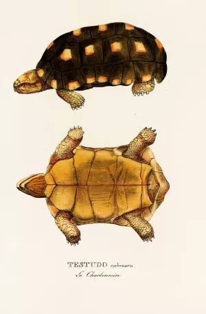 Testudo Carbonaria Oil painting by Johann Baptist Von Spix