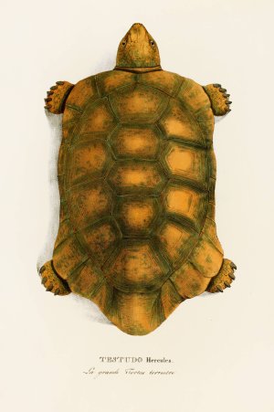 Testudo Hercules by Johann Baptist Von Spix Oil Painting