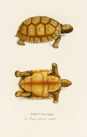 Testudo Sculpta by Johann Baptist Von Spix Oil Painting