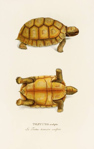 Main Product Photo of Testudo Sculpta  Painting by Johann Baptist Von Spix