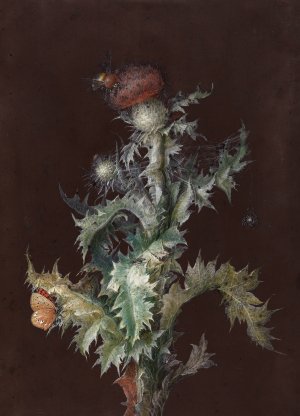 Thistle with Insects by Johann Christoph Dietzsch Oil Painting