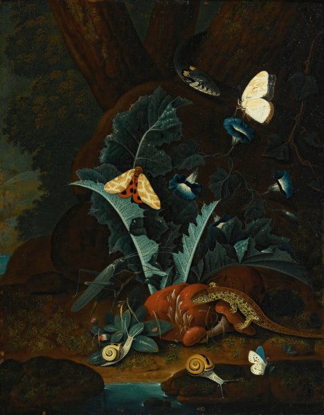 Forest Floor Still Life With Snails, A Lizard, A Grasshopper, Moths And A Snake by Johann Falch - Hand-Painted Oil Painting Reproduction