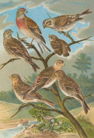 Acanthis cannabina, Acanthis flavirostris by Johann Friedrich Naumann Oil Painting