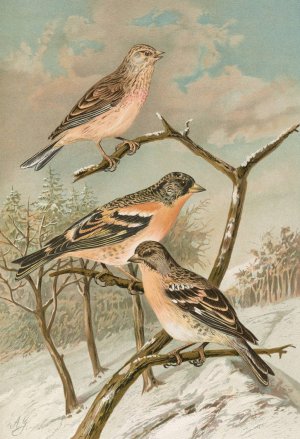 Acanthis cannabina, Fringilla montifringilla by Johann Friedrich Naumann Oil Painting