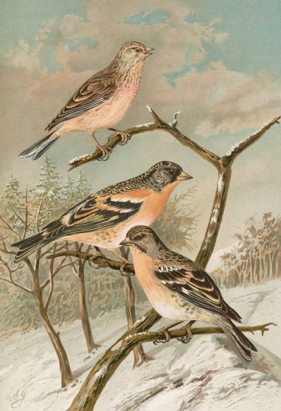 Acanthis cannabina, Fringilla montifringilla by Johann Friedrich Naumann - Hand-Painted Oil Painting Reproduction