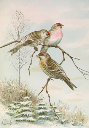 Acanthis linaria Oil painting by Johann Friedrich Naumann