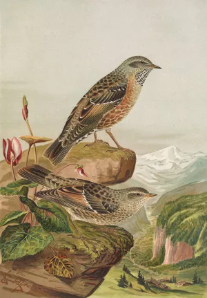 Accentor collaris by Johann Friedrich Naumann Oil Painting