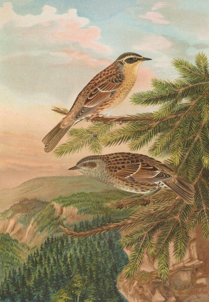 Accentor modularis, Accentor montanellus by Johann Friedrich Naumann - Hand-Painted Oil Painting Reproduction