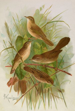 Acrocephalus agricolus Jardon, Cettia cetti by Johann Friedrich Naumann Oil Painting