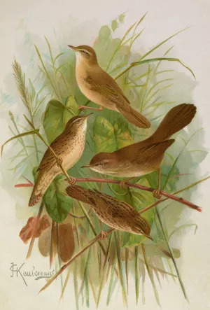 Acrocephalus agricolus Jardon, Cettia cetti by Johann Friedrich Naumann Oil Painting