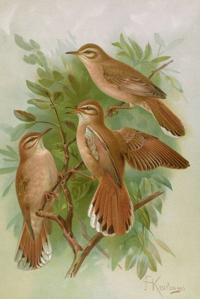 Agrobates familiaris, Agrobates galactodes by Johann Friedrich Naumann - Hand-Painted Oil Painting Reproduction
