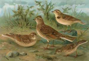 Alauda arvensis, Calandrella brachydactyla, Calandrella pispoletta by Johann Friedrich Naumann Oil Painting