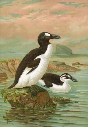 Alca impennis L., Riesenalk by Johann Friedrich Naumann Oil Painting