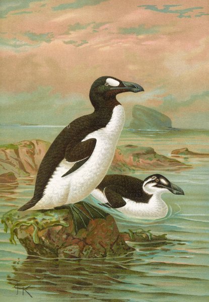 Alca impennis L., Riesenalk by Johann Friedrich Naumann - Hand-Painted Oil Painting Reproduction