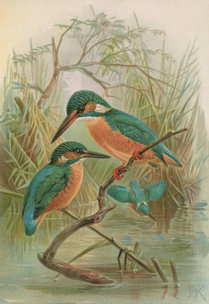 Alcedo ispida by Johann Friedrich Naumann Oil Painting