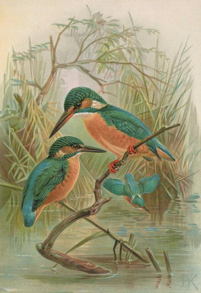 Alcedo ispida by Johann Friedrich Naumann - Hand-Painted Oil Painting Reproduction