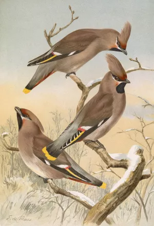 Ampelis garrulus by Johann Friedrich Naumann Oil Painting