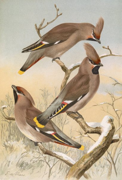 Ampelis garrulus by Johann Friedrich Naumann - Hand-Painted Oil Painting Reproduction