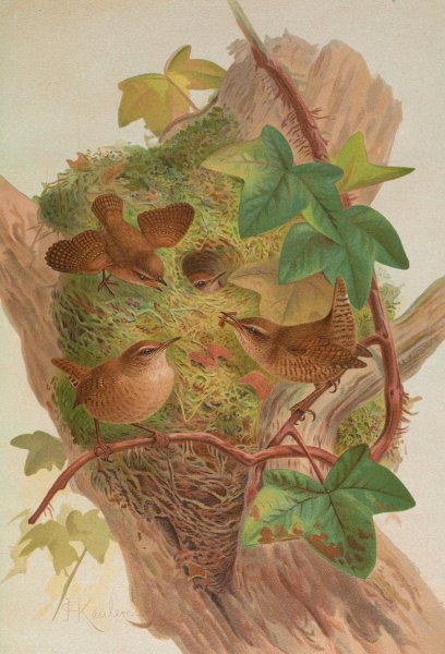 Anorthura troglodytes by Johann Friedrich Naumann - Hand-Painted Oil Painting Reproduction