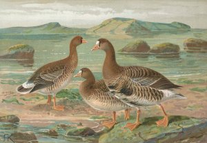Anser albifrons by Johann Friedrich Naumann Oil Painting