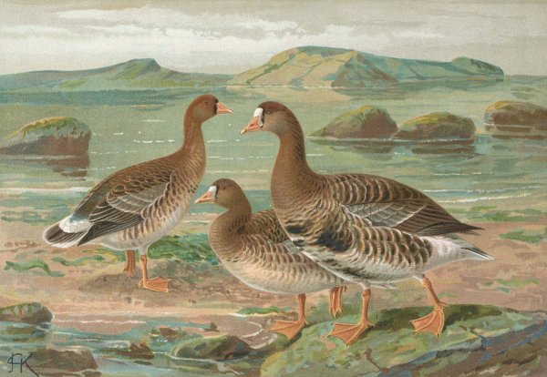 Anser albifrons by Johann Friedrich Naumann - Hand-Painted Oil Painting Reproduction