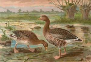 Anser anser by Johann Friedrich Naumann Oil Painting