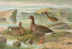 Anser erythropus by Johann Friedrich Naumann Oil Painting