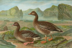 Anser fabalis Lath. by Johann Friedrich Naumann Oil Painting