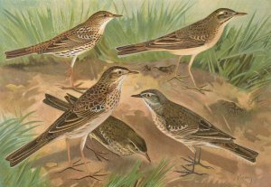 Anthus obscurus, Gustavi Swinhoe, campestris, spipoletta, Richardi by Johann Friedrich Naumann Oil Painting