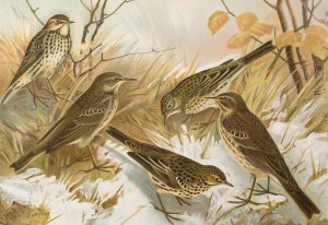 Anthus pratensis, cervinus, spipoletta, obscurus by Johann Friedrich Naumann Oil Painting