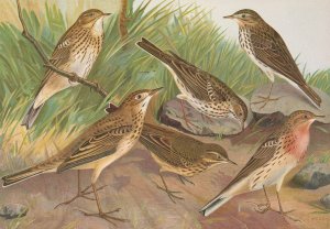 Anthus trivialis, pratensis, Richardi Vieillot, cervinus, pensilvanicus by Johann Friedrich Naumann Oil Painting