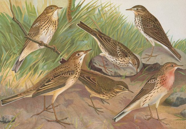 Main Product Photo of Anthus trivialis, pratensis, Richardi Vieillot, cervinus, pensilvanicus Painting by Johann Friedrich Naumann