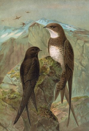 Apus apus, Apus melba by Johann Friedrich Naumann Oil Painting
