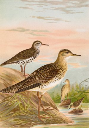 Bartramia longicauda, Tringoides macularius, Tryngites rufescens by Johann Friedrich Naumann Oil Painting